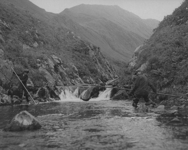 Native American netting sockeye salmon Picture