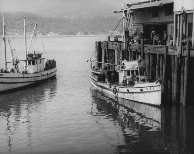 Purse seine boat unloading halibut Picture