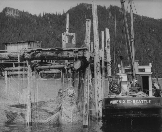 PHOENIX III, a tender, brailing salmon trap Picture