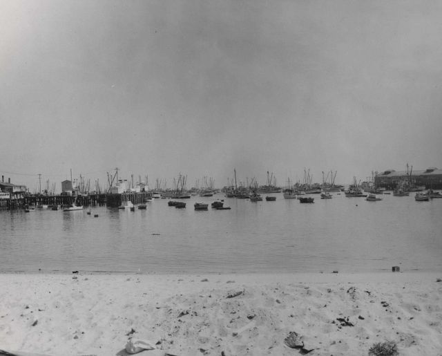 Purse seiners in the harbor Picture