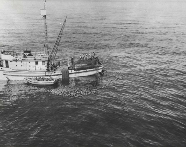 The WESTERN FLYER, a chartered purse seine boat, operating salmon purse seine in experimental fishing. Picture