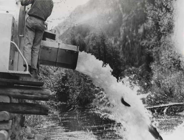A fish truck opens its chute and adult salmon captured in traps at Grand Coulee dam find a new home. Picture