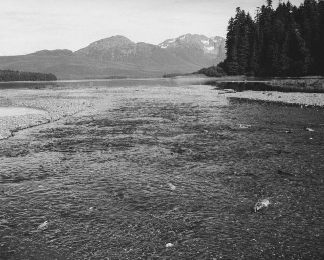 A few migrating salmon at the mouth of Pack Creek Picture