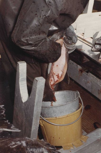 Removing eggs from female salmon Picture