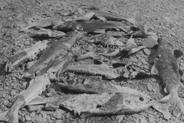 Red salmon killed by brown bear on spawning stream Picture