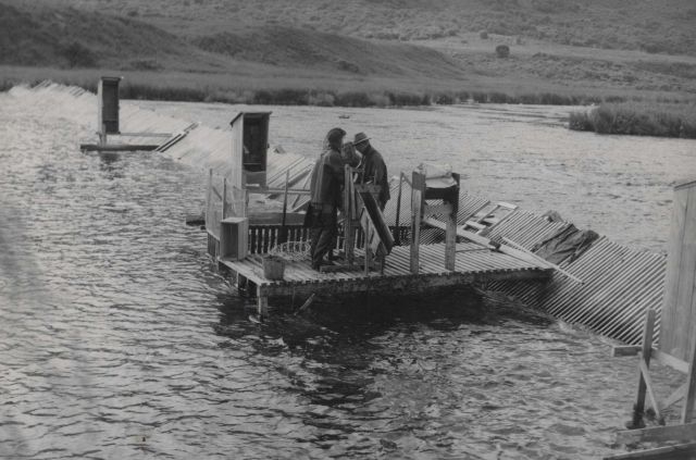 Karluk River weir and salmon tagging pen Picture