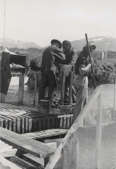 Karluk River weir and salmon tagging pen Picture