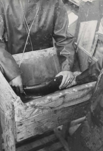 Tagging salmon at Karluk River weir and salmon tagging pen Picture