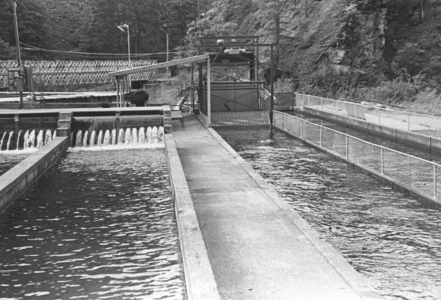 The raceway at Little White Salmon Hatchery Picture