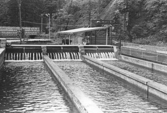 The raceway at Little White Salmon Hatchery Picture