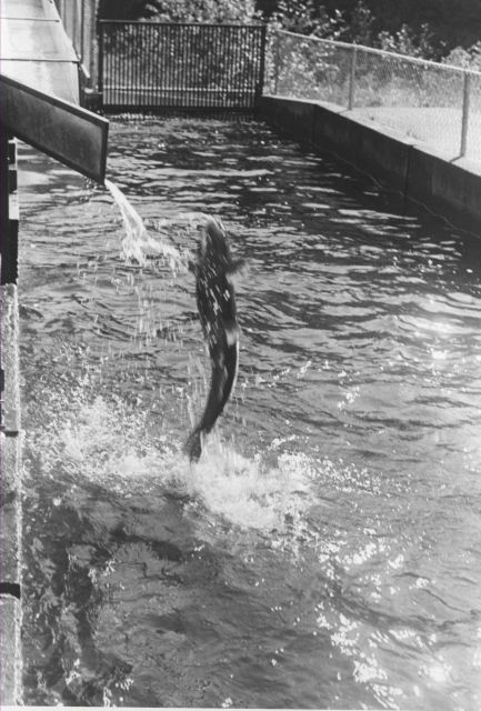 Returning rejected salmon to fishway Picture