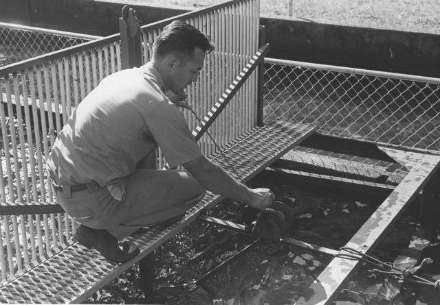 Operating the mechanical fish crowder Picture