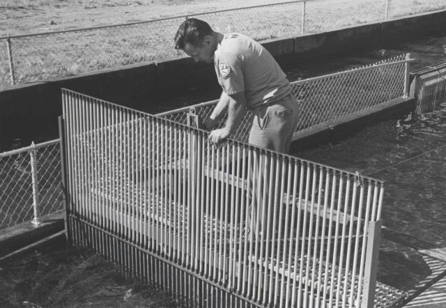Operating the mechanical fish crowder Picture