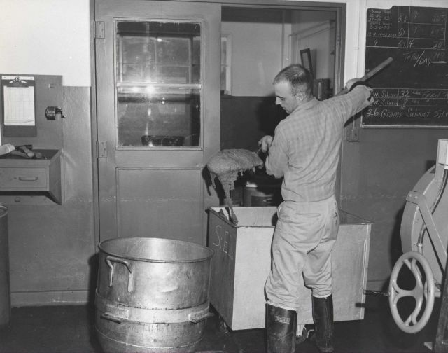 Fish food preparation Picture