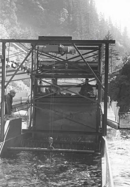 Elevator fish lift Picture