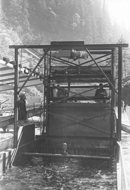 Elevator fish lift Picture