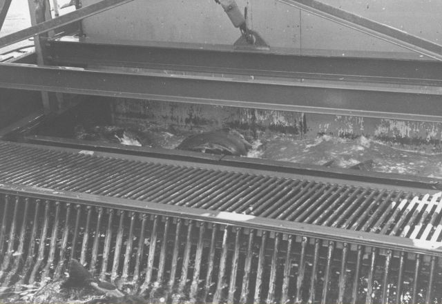 Mechanical fish lift Picture