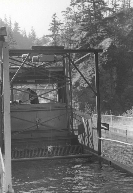 Mechanical fish lift Picture