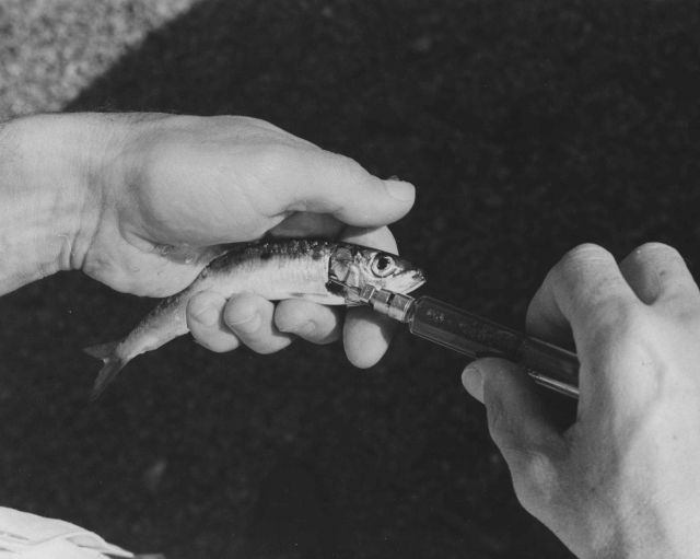 Drawing blood sample from Pacific sardine Picture