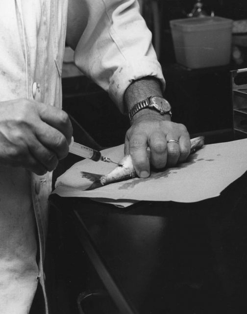 Collecting blood for serological tests used to detect subpopulations of sardines . Picture