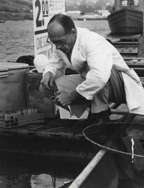 Project leader of subpopulation program drawing blood from sardines for genetic studies. Picture