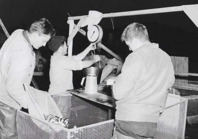 Counting of red salmon smolts, night operations. Picture