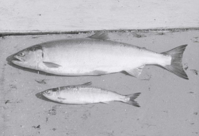 Red salmon Picture