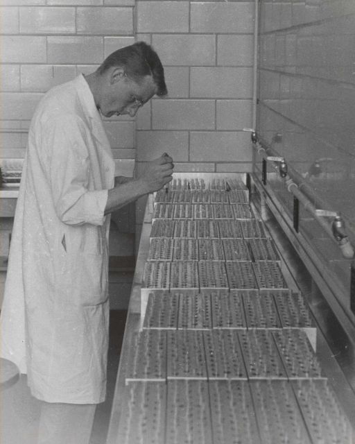 Preparation of blood samples for testing in salmon serological studies. Picture