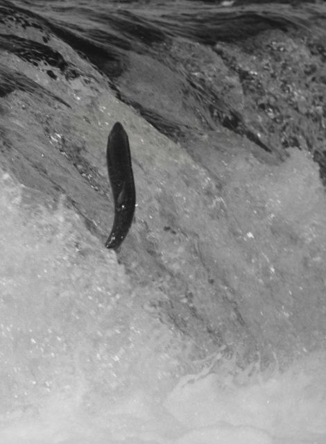 Migrating salmon jumping falls Picture