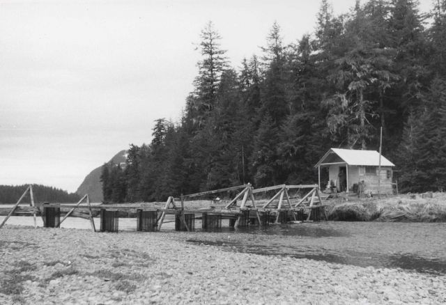Fry trap installation at Olsen Bay Picture
