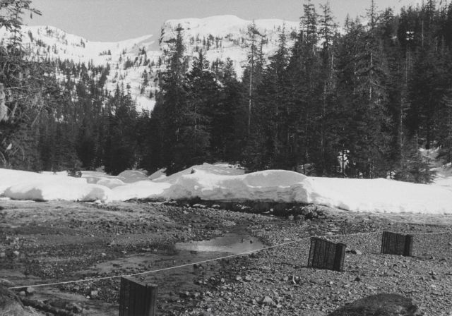Fry trap installation at Whale Bay, showing method of securing traps by cable, and spring snow conditions. Picture