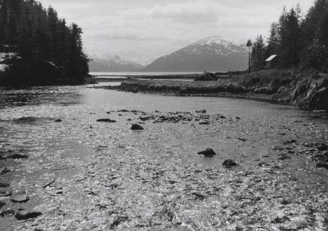 An intertidal spawning area at low tide. Picture