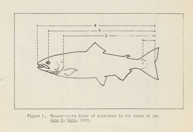 Measurements taken of the specimens in the catch of the FWS vessel JOHN N Picture