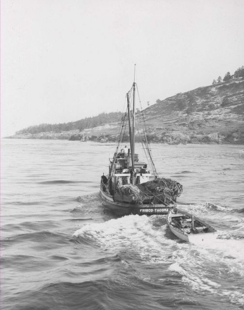 Sockeye salmon purse seiner racing to Mitchell Bay to make its sets at the turn of the tide. Picture