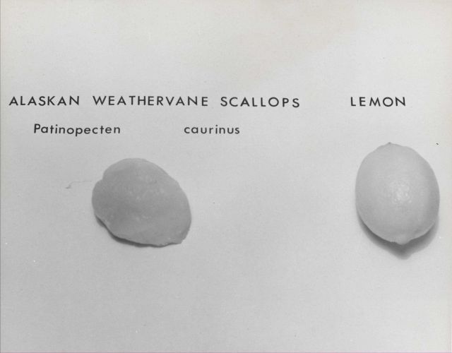 Alaskan weathervane scallop (Patinopecten caurinus) and lemon for comparison with edible meat. Picture