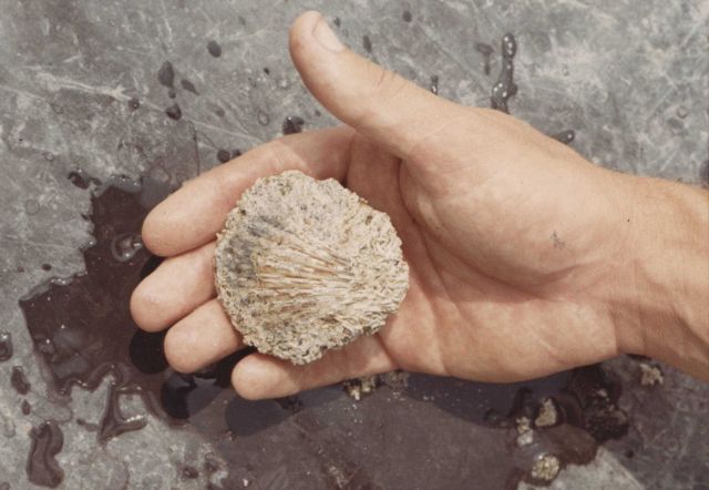 Scallop sampled at the Franklin City BCF Laboratory Picture