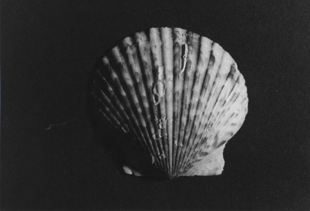 Calico scallop Picture