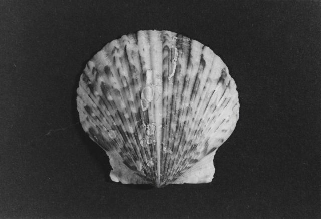 Calico scallop Picture