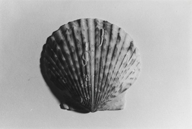 Calico scallop Picture