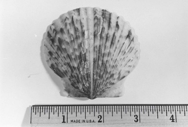 Calico scallop Picture