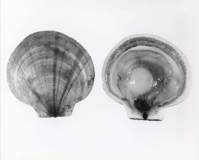 A freshly opened sea scallop Picture