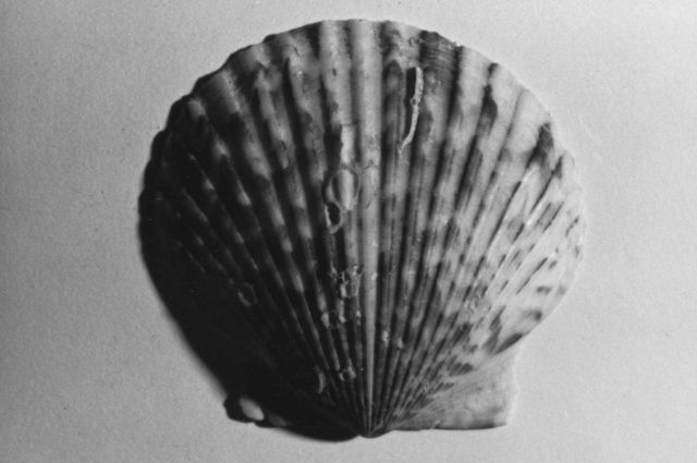 Calico scallop (Argopecten gibbus) Picture