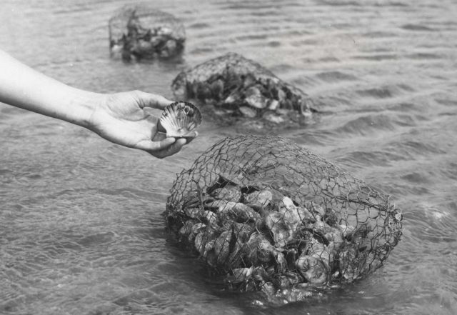 The biologist holds a bay scallop (Argopecten irradians) shell on which may be seen attached oyster spat Picture