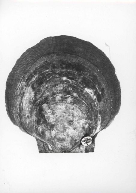 A sea scallop (Placopecten magellanicus) Picture