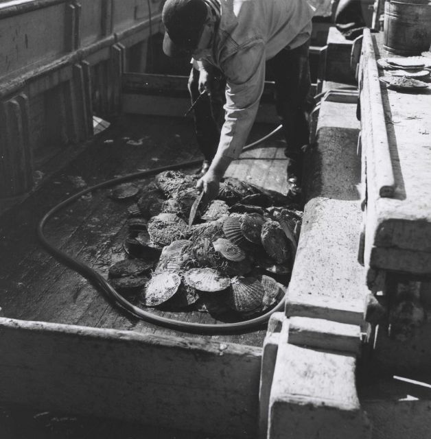 Large scallops on deck of M/V Tordenskjold chartrered by BCF for exploratory fishing in survey in Northern Gulf of Alaska. Picture
