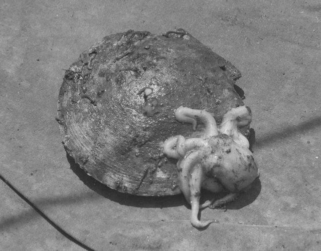 Baby octopus on sea scallop (Placopecten magellanicus) Picture