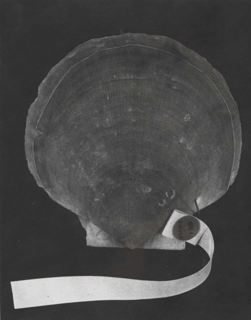 Tagged sea scallop with streamer (Placopecten magellanicus) Picture