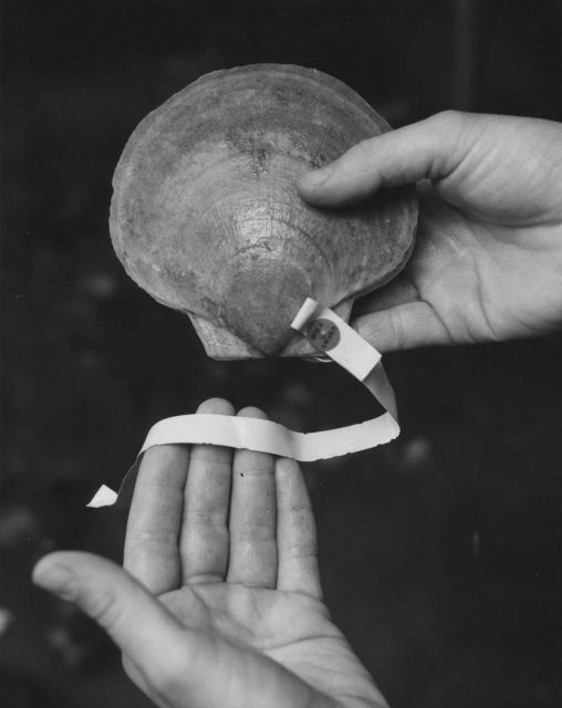 Tagged sea scallop with streamer (Placopecten magellanicus) Picture