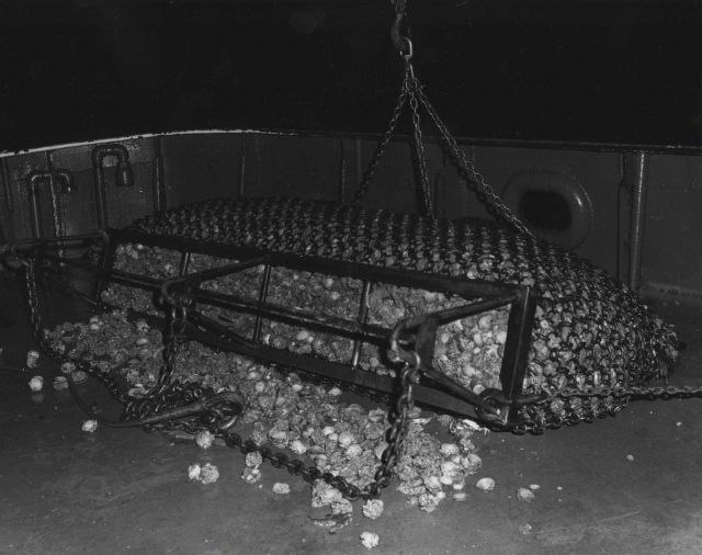 Calico scallops being dumped from a tumbler dredge onto the deck of the OREGON Picture