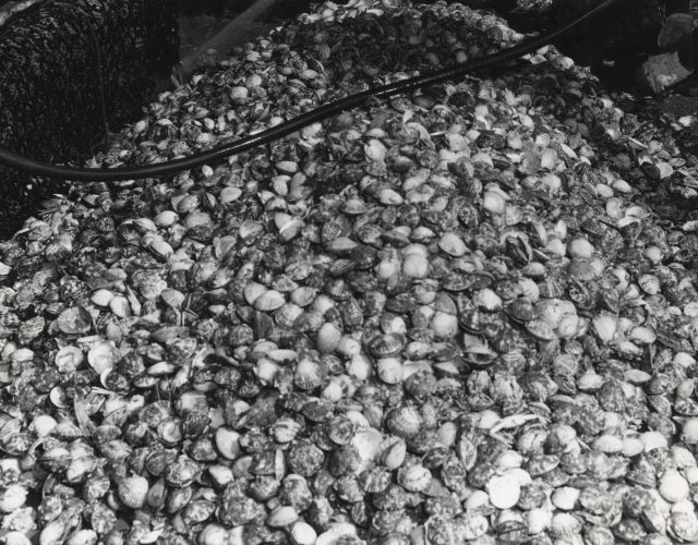 Large catch of calico scallops on the deck of the OREGON Picture